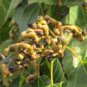 Hovenia dulcis RAISIN TREE Seeds FJ