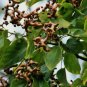 Hovenia dulcis RAISIN TREE Seeds FJ