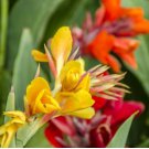 Canna indica Red EDIBLE AND BEAUTIFUL - Seeds FJ