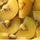 Actinidia chinensis GOLDEN KIWI FRUIT VINE Exotic SEEDS FJ