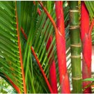 Cyrtostachys renda LIPSTICK PALM Seeds FJ