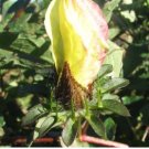 Hibiscus surratensis YELLOW HIBISCUS SEEDS FJ