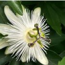 Passiflora subpeltata PASSIONFLOWER Exotic SEEDS FJ