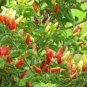 Capsicum frutescens Hot Returns ZONE 7B PERENNIAL HOT PEPPER - Seeds FJ