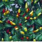 Capsicum frutescens Hot Returns ZONE 7B PERENNIAL HOT PEPPER - Seeds FJ