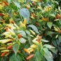 Capsicum frutescens Hot Returns ZONE 7B PERENNIAL HOT PEPPER - Seeds FJ