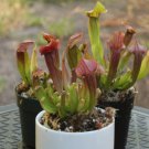 Sarracenia Dutch Stevens PITCHER PLANT Carnivorous Seeds FJ