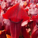Sarracenia x chelsonii PITCHER PLANT Carnivorous Seeds FJ