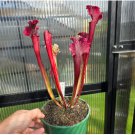 Sarracenia Judith Hindle PITCHER PLANT Carnivorous Seeds FJ