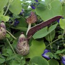 Aristolochia bracteolata PIPE VINE Exotic SEEDS FJ