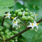 Solanum torvum TURKEY BERRY Fruit Seeds FJ