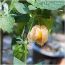 Physalis peruviana GOLDEN BERRY - PERMACULTURE CROP - Perennial Seeds FJ
