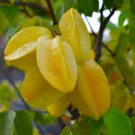 Averrhoa carambola STAR FRUIT TREE SEEDS FJ
