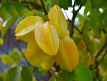 Averrhoa carambola STAR FRUIT TREE SEEDS FJ