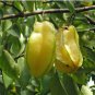 Averrhoa carambola STAR FRUIT TREE SEEDS FJ