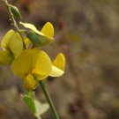 Crotalaria pallida SMOOTH RATTLEBOX golden yellow flowers SEEDS FJ