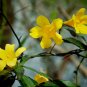 Gelsemium sempervirens CAROLINA JESSAMINE Vine SEEDS FJ