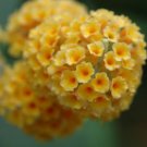 Buddleia globosa CHILEAN ORANGE BALL SHRUB Seeds FJ