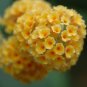 Buddleia globosa CHILEAN ORANGE BALL SHRUB Seeds FJ