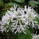 Chionanthus mala elengi ASIAN FRINGE TREE Seeds FJ