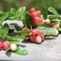 Carissa carandas BENGAL CURRANT - Fragrant Flowers - Seeds FJ