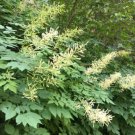 Aruncus dioicus GOATS BEARD Perennial Seeds FJ