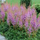 Astilbe chinensis pumila DWARF CHINESE ASTILBE Seeds FJ
