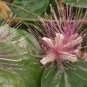 Capparis zeylanica CEYLON CAPER Exotic SEED FJ