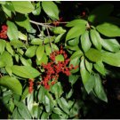 Mallotus philippensis RED KAMALA TREE - SEEDS FJ
