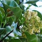 Ligustrum lucidum GLOSSY PRIVET Evergreen Shrub Seeds FJ