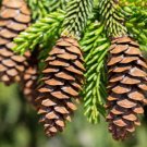 Picea orientalis ORIENTAL SPRUCE Seeds FJ