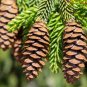 Picea orientalis ORIENTAL SPRUCE Seeds FJ
