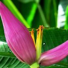 Phrynium pubinerve RARE HARDY BANANA LIKE SPECIES Exotic Seeds FJ