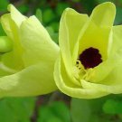 Bauhinia tomentosa YELLOW TREE Exotic SEEDS FJ