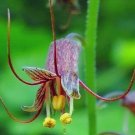 Tolmiea menziesii PIGGYBACK PLANT - 5 SEEDS FJ