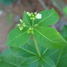 Rauwolfia tetraphylla VERY RARE AND UNIQUE Seeds FJ
