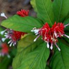 Rauwolfia serpentina VERY RARE AND UNIQUE Seeds FJ