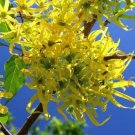 Cananga odorata YLANG YLANG - FRAGRANT FLOWERS - Seeds FJ