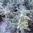 Salvia apiana WHITE SAGE Seeds FJ