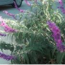 Salvia leucantha MEXICAN BUSH SAGE Seeds FJ Salvia leucantha MEXICAN BUSH SAGE Seeds FJ