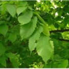 Ulmus americana AMERICAN ELM TREE Seeds FJ