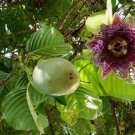 Passiflora quadrangularis GIANT PASSIONFRUIT Exotic SEEDS FJ