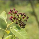 Santalum album SANDALWOOD TREE - EXOTIC SEEDS FJ