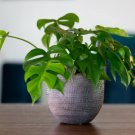 Rhaphidophora tetrasperma MINI MONSTERA - EXOTIC TROPICAL Seeds FJ