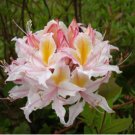 Rhododendron occidentale WESTERN AZALEA Seeds FJ