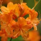 Rhododendron calendulaceum FLAME AZALEA Seeds FJ