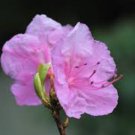 Rhododendron mucronulatum RHODODENDRON Seeds FJ