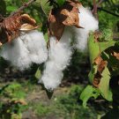 Gossypium arboreum RED FLOWERED TREE COTTON SEEDS FJ