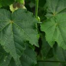 Hibiscus vitifolius GRAPE LEAVED HIBISCUS Seeds FJ