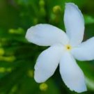 Tabernaemontana divaricata CRAPE JASMINE Seeds FJ